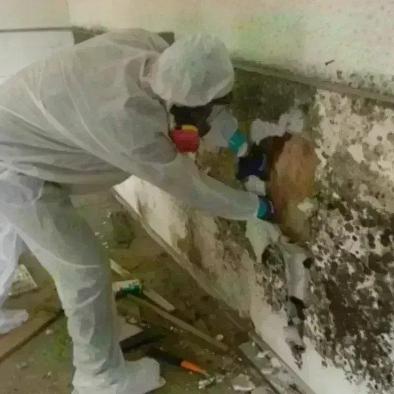 Mold Remediation and Removal in Williamstown, WV